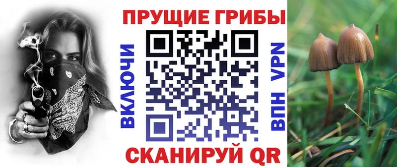 где можно купить наркотик  Тобольск  Галлюциногенные грибы Cubensis 